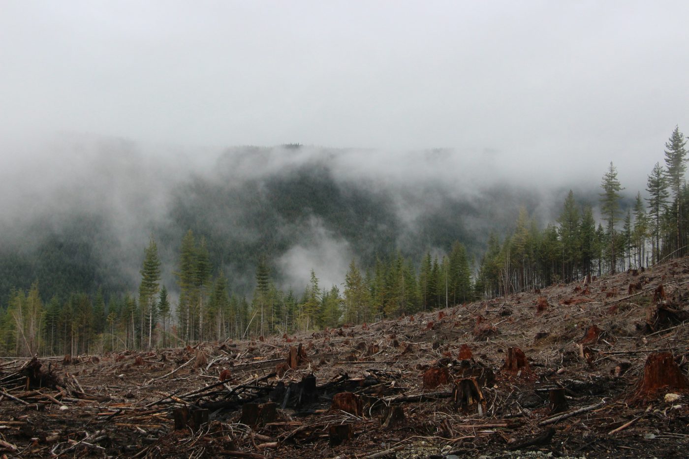Foggy BC clearcut with red stumps