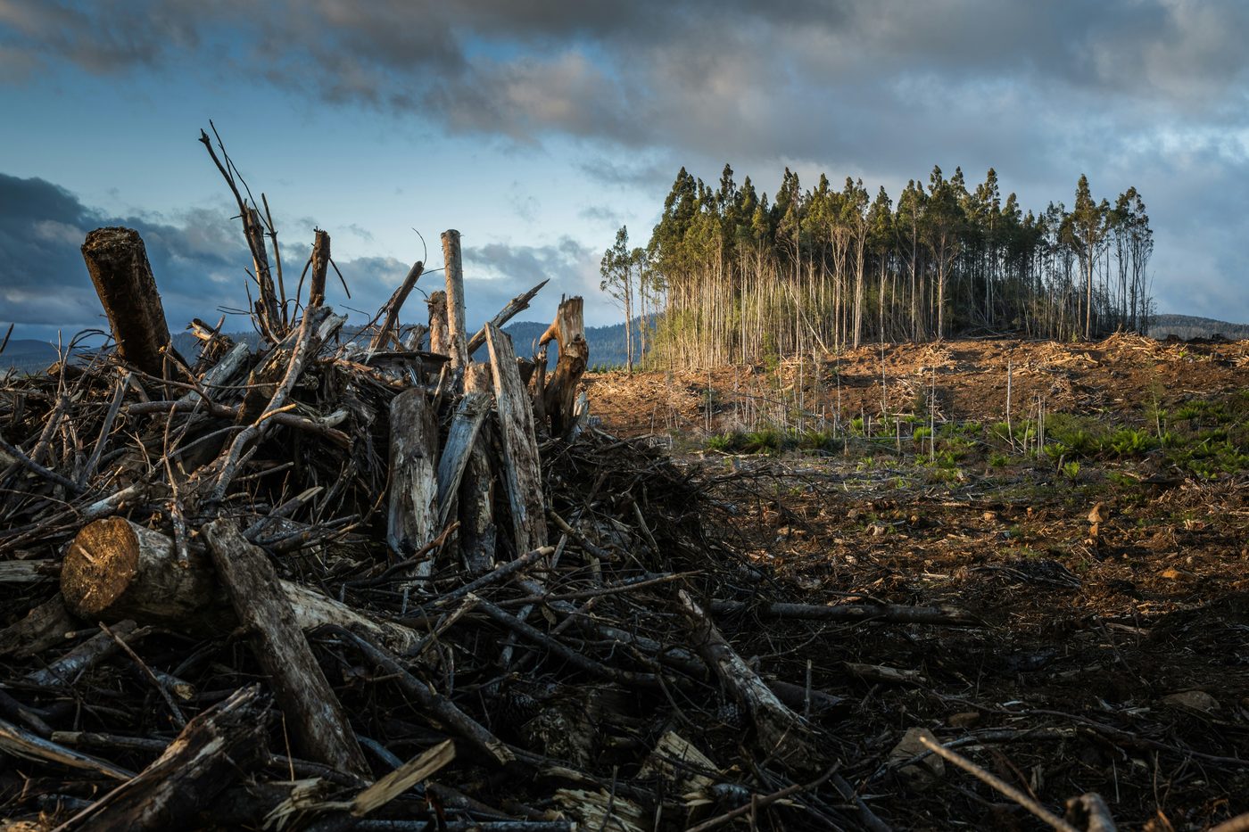 Cleared BC forestry land with surviving stand — visual context for the policy story