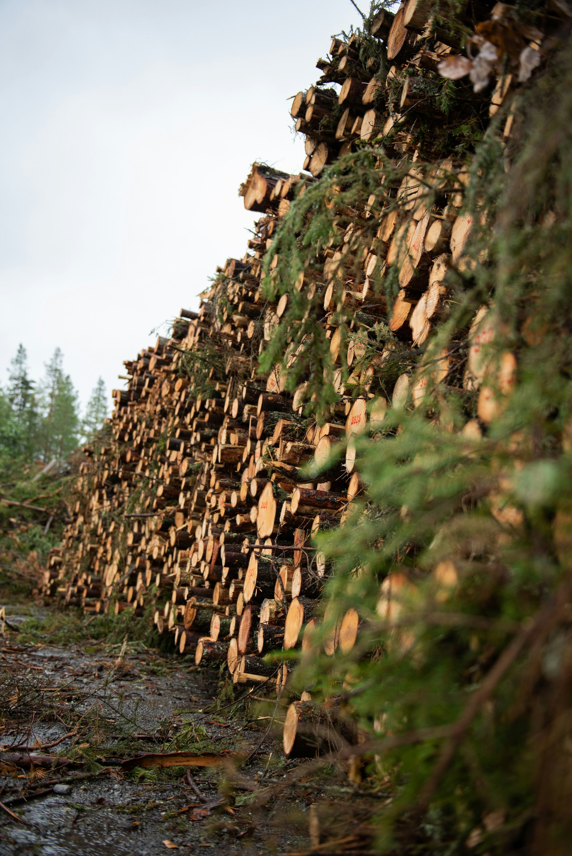 Stacked dimensional lumber — visual context for the CUSMA review and softwood trade track