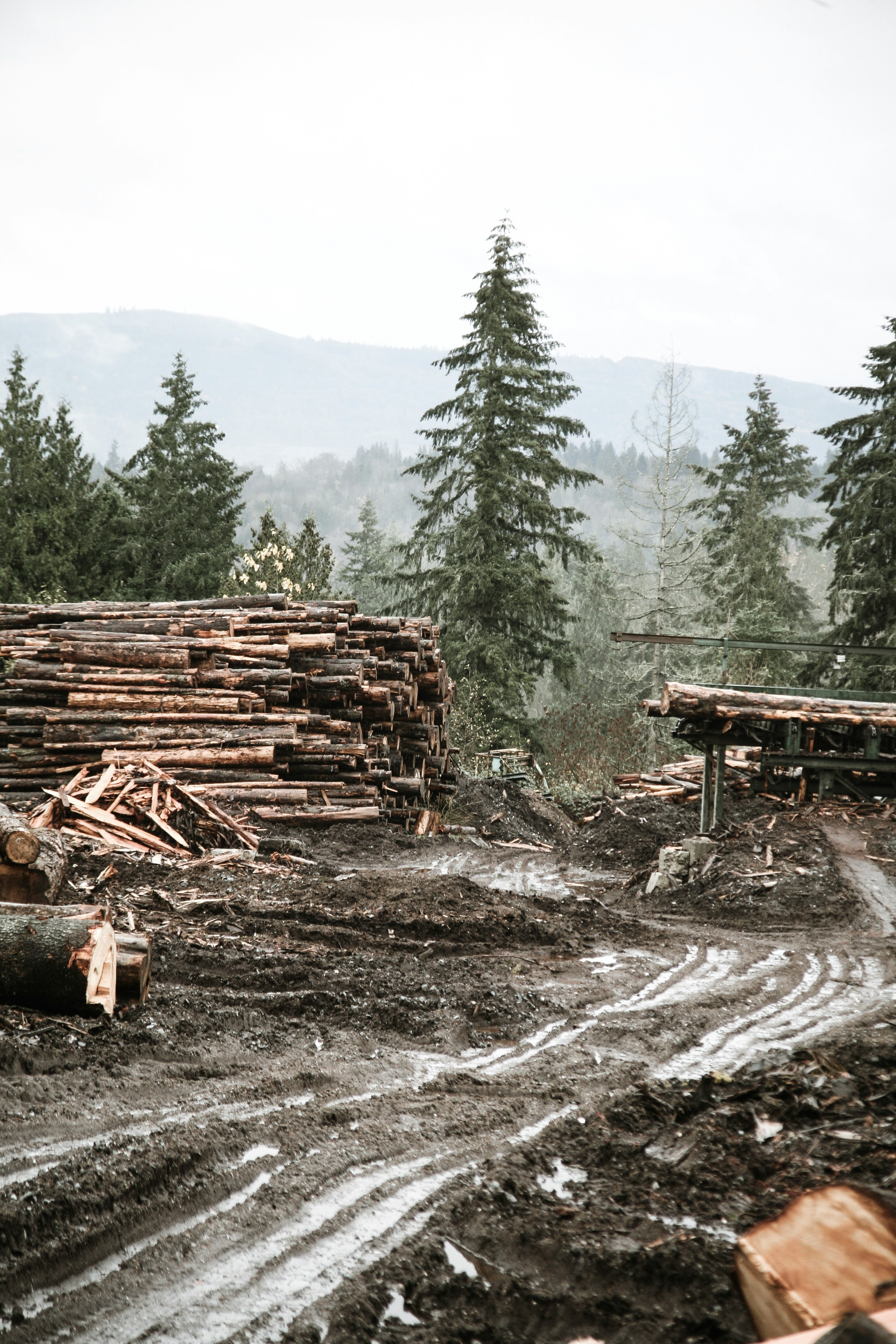BC interior forest — visual context for wildfire prevention funding and the 2026 fire season
